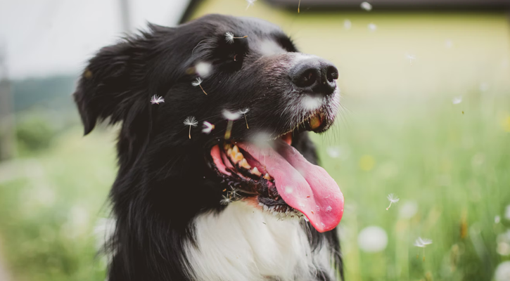 echocardiogram for pets Dog With Dandelion Seeds