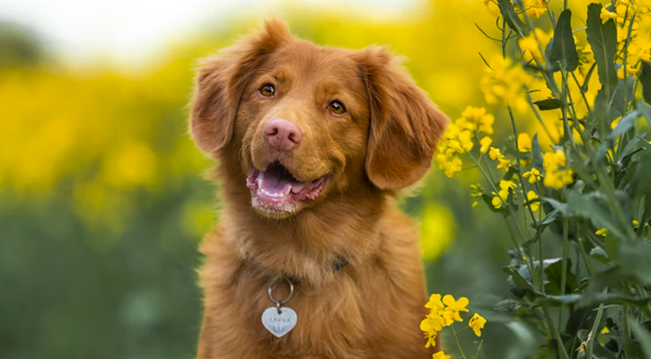pet urinalysis near me pet urinalysis near me