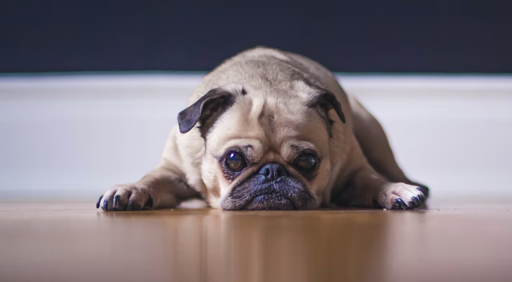 pet eyelid surgery pet eyelid surgery