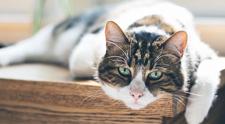 pet allergies pet allergies
