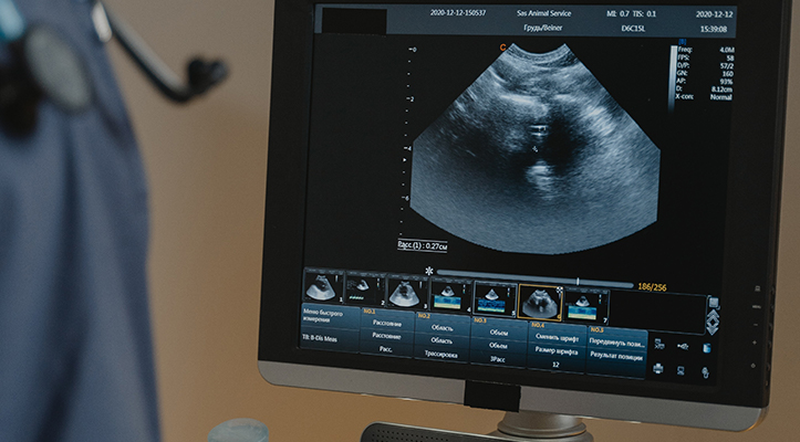 diagnostic imaging for pets diagnostic imaging for pets